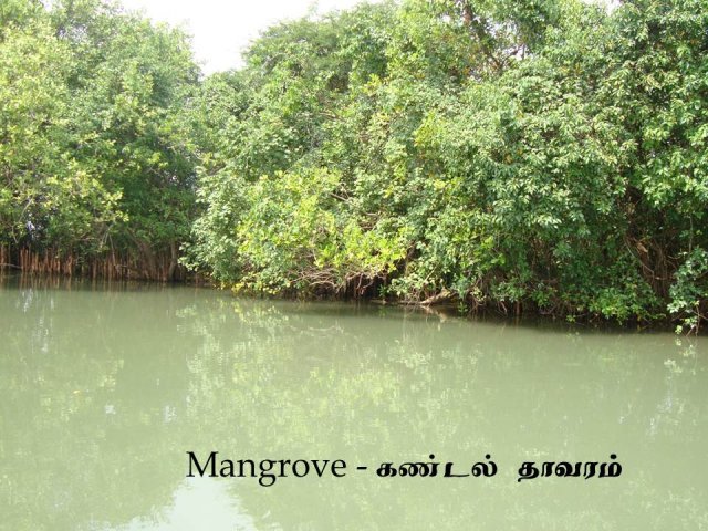Lagoon