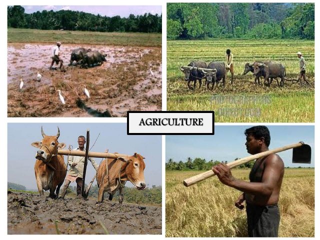 Livelihood