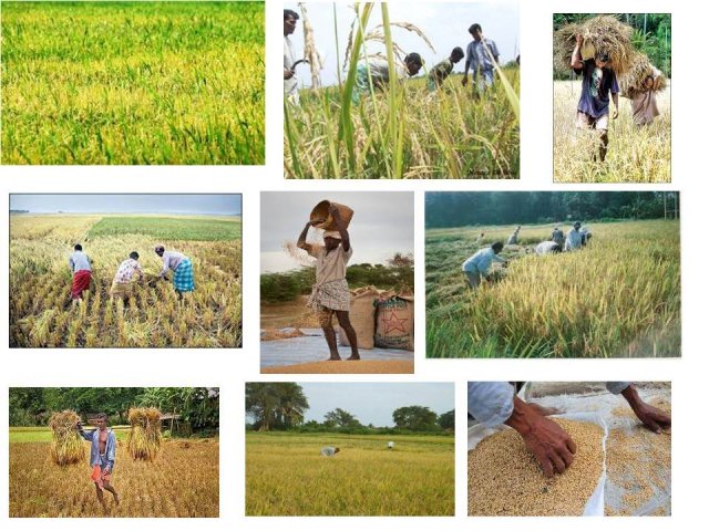 Livelihood