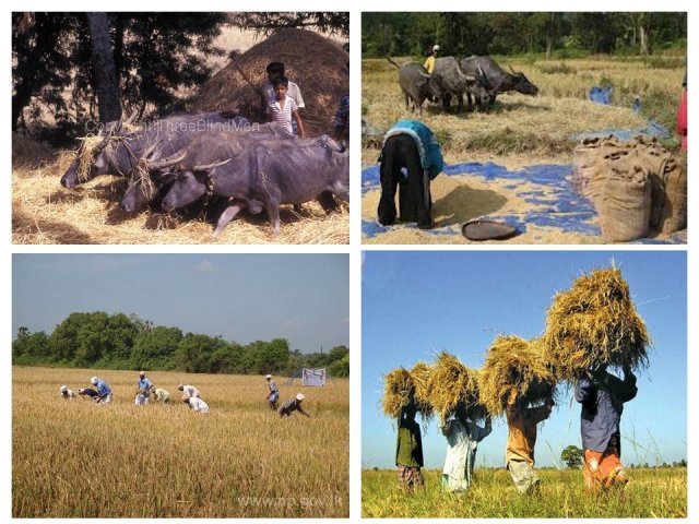 Livelihood