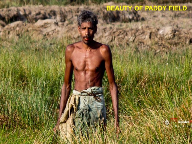 Livelihood