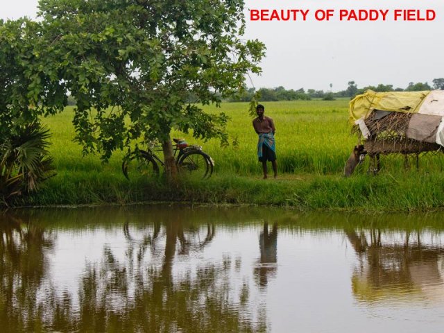 Livelihood