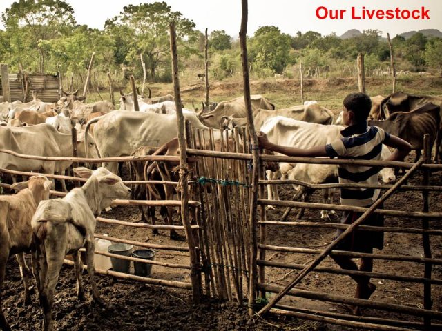 Livelihood