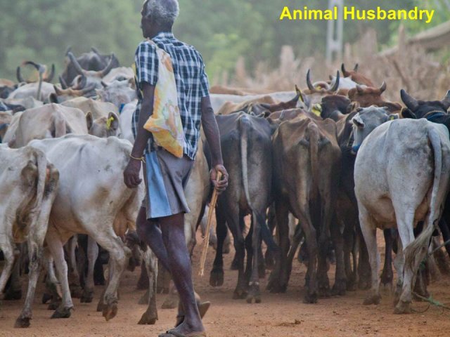 Livelihood