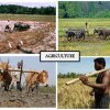 Livelihood