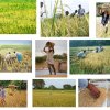 Livelihood