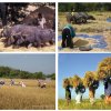 Livelihood