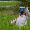Livelihood