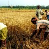 Livelihood