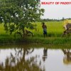 Livelihood