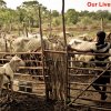 Livelihood