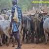Livelihood