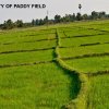 Beauty_in_Batticaloa